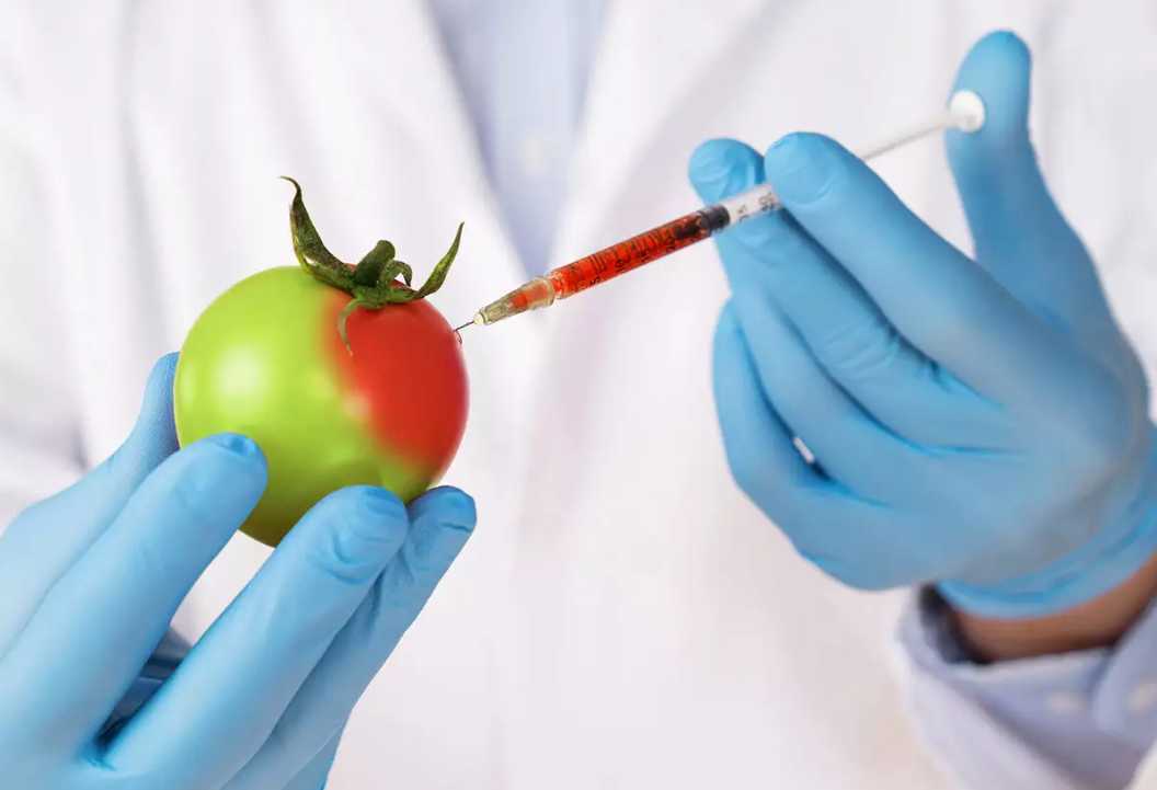 Τι σημαίνει για ένα αγροτικό προϊόν να είναι γενετικά μεταλλαγμένο τι μπορεί να προκαλέσει η κατανάλωση του στον άνθρωπο και τι μπορεί να προκαλέσει στο περιβάλλον;