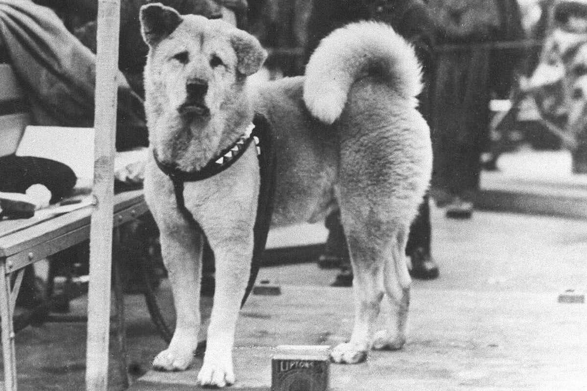 Η Συγκλονιστική ιστορία του Hachiko