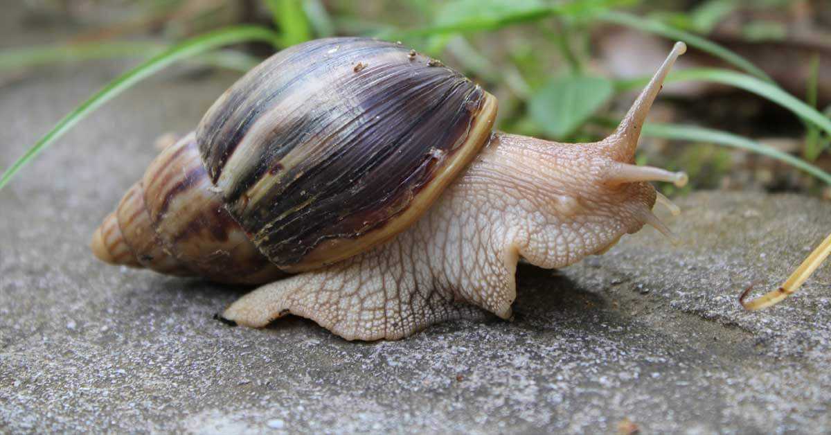 Τι ξέρουμε για τα σαλιγκάρια Lissachatina fulica ποια είναι η προέλευση τους τι ζημιές κάνουν στο περιβάλλον και πως αντιμετωπίζονται;