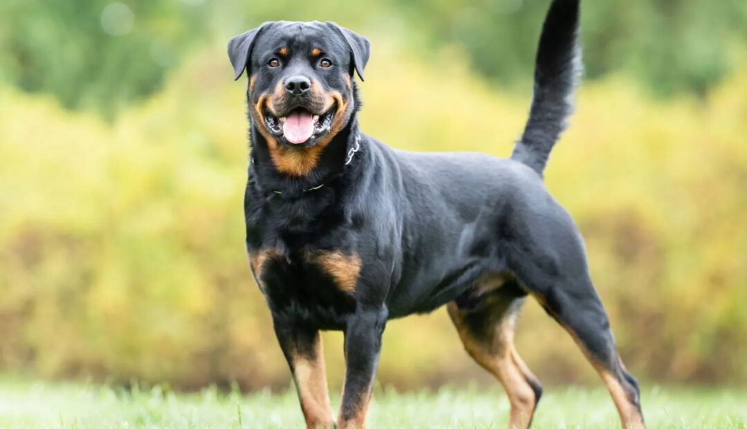 Rottweiler: Ο ευγενικός γίγαντας με την καρδιά χρυσάφι — η αλήθεια πίσω από τη ράτσα που όλοι παρεξήγησαν
